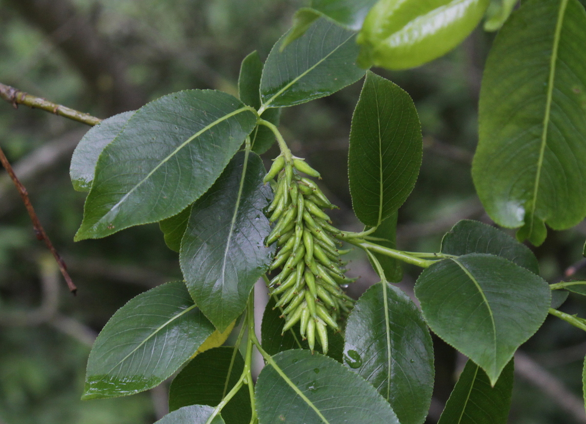Salix pentandra (door Peter Meininger)