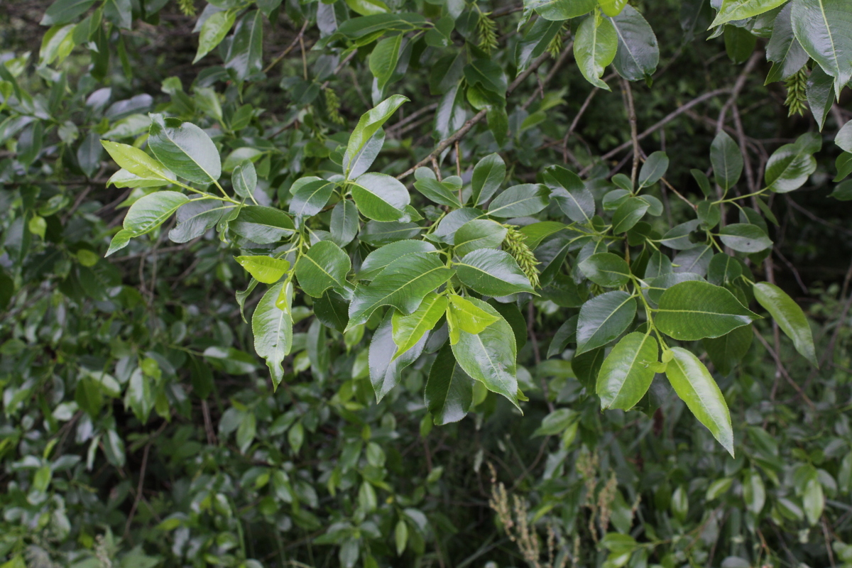 Salix pentandra (door Peter Meininger)