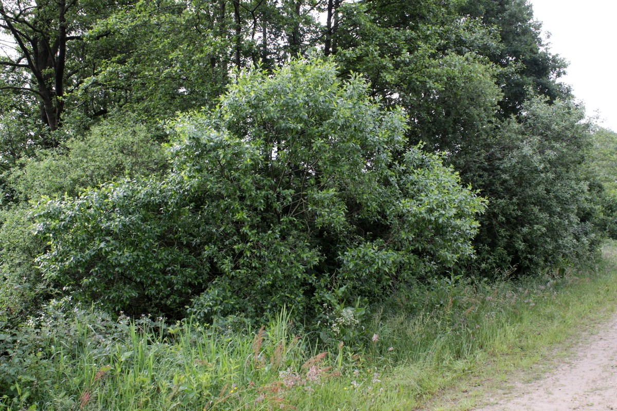 Salix pentandra (door Peter Meininger)