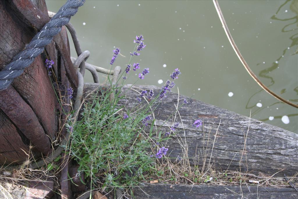 Lavandula angustifolia (door Claud Biemans)