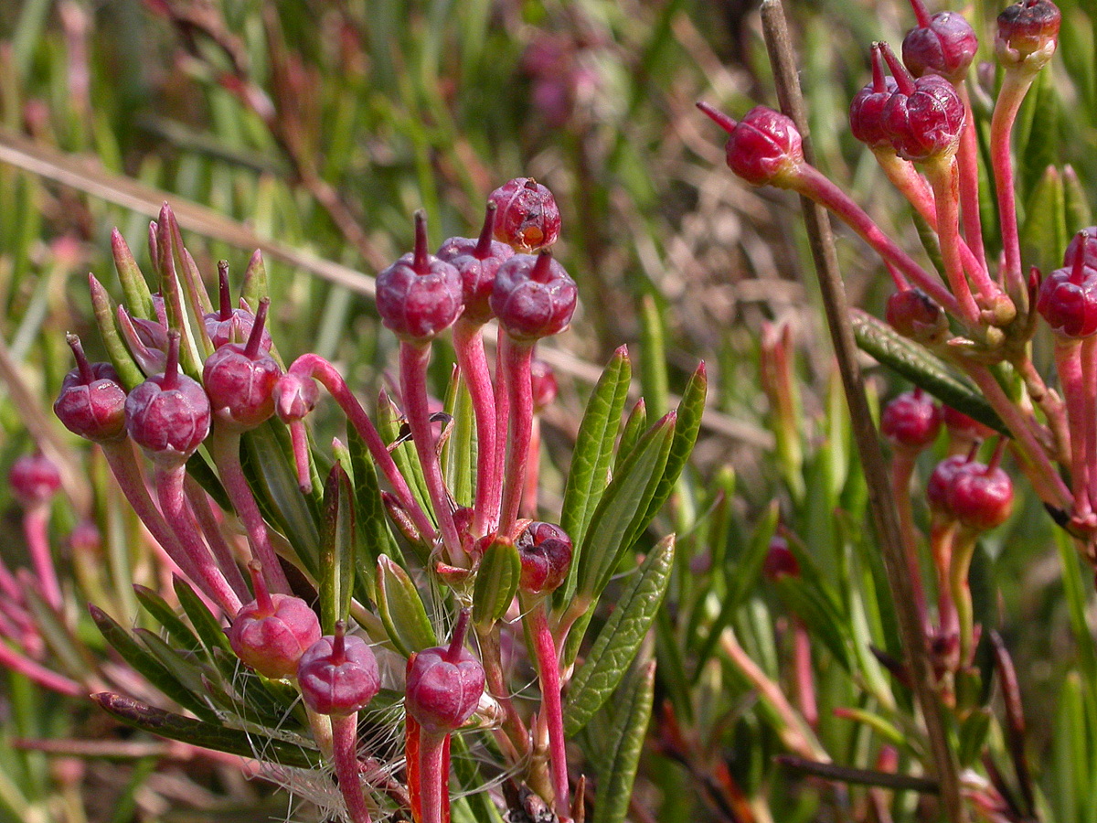 Andromeda polifolia (door Peter Meininger)