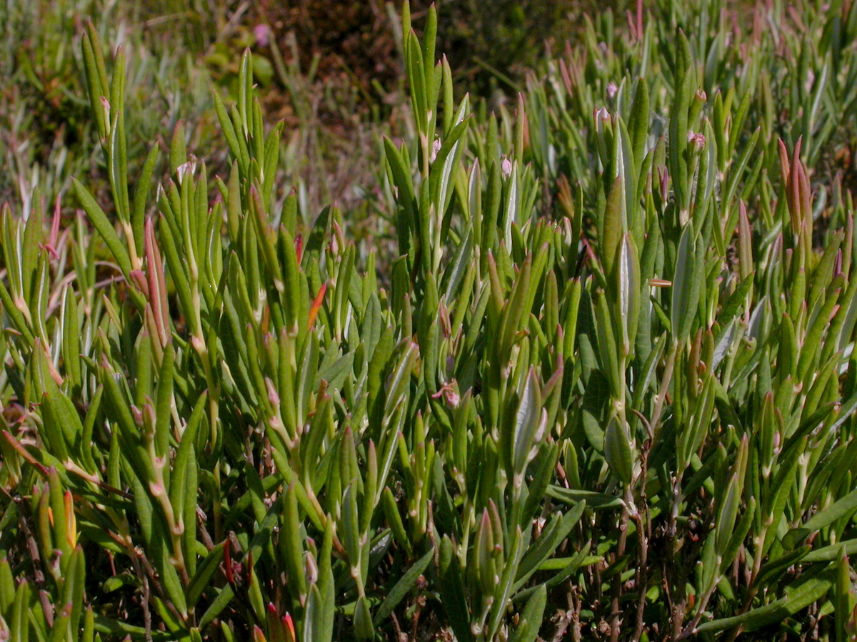 Andromeda polifolia (door Peter Meininger)