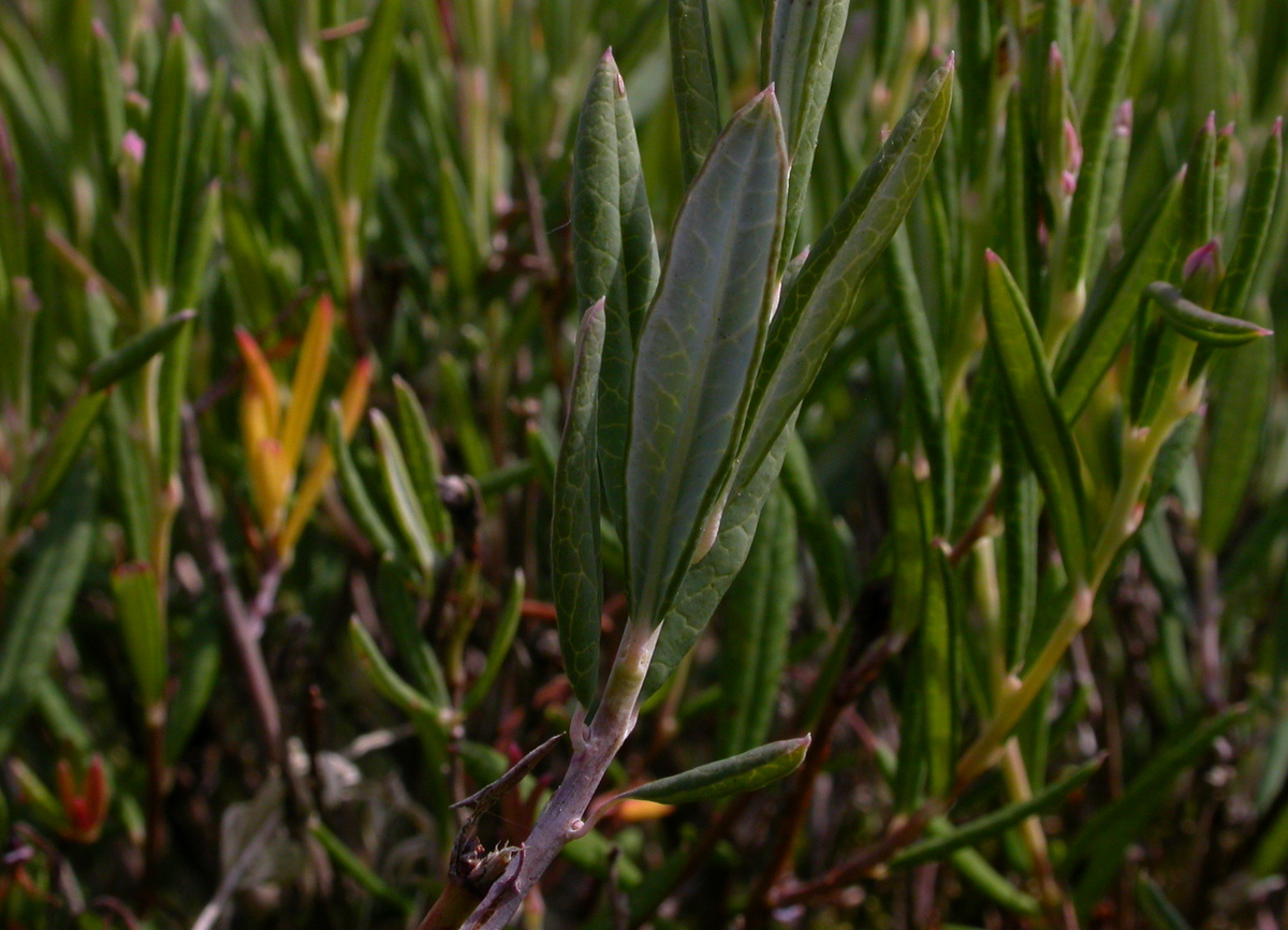 Andromeda polifolia (door Peter Meininger)