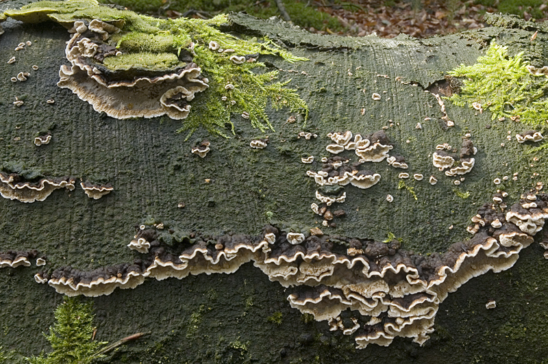 Laxitextum bicolor (door Nico Dam)