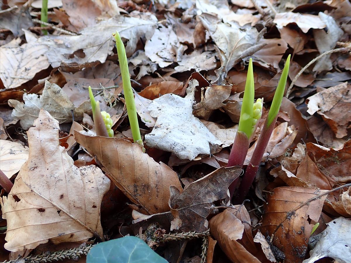 Convallaria majalis (door Edwin Dijkhuis)