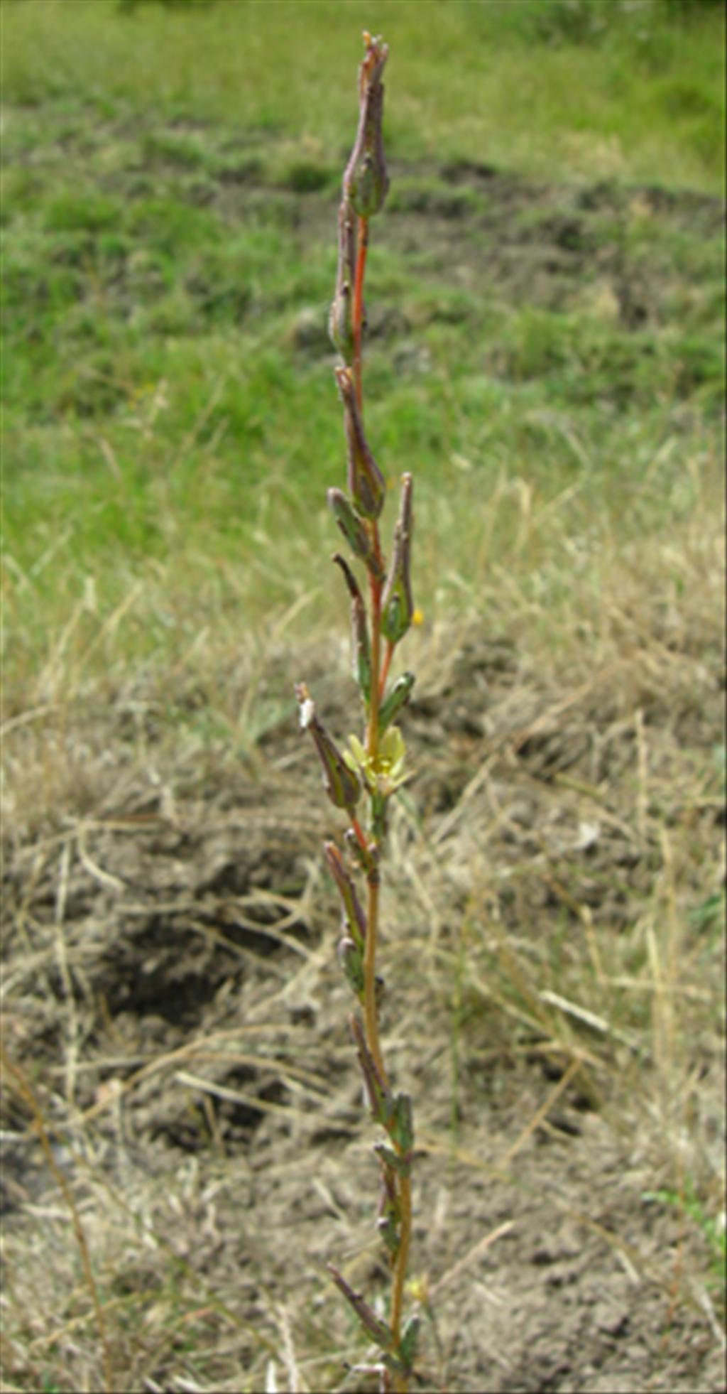 Lactuca saligna (door Jan Hein van Steenis)