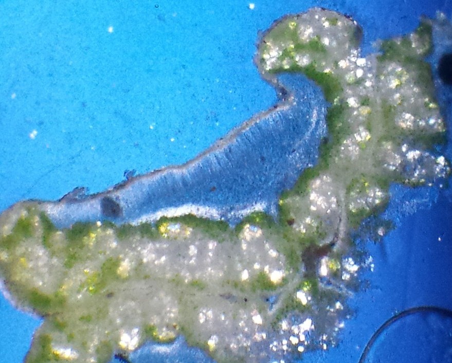 Lecanora sinuosa (door Bart Hessen)