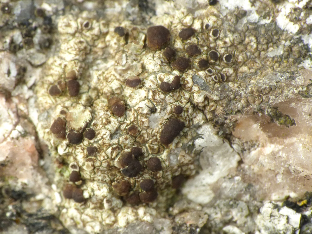 Lecania atrynoides (door Henk-Jan van der Kolk)