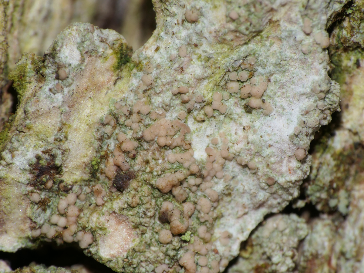 Lecania cyrtellina (door Henk-Jan van der Kolk)