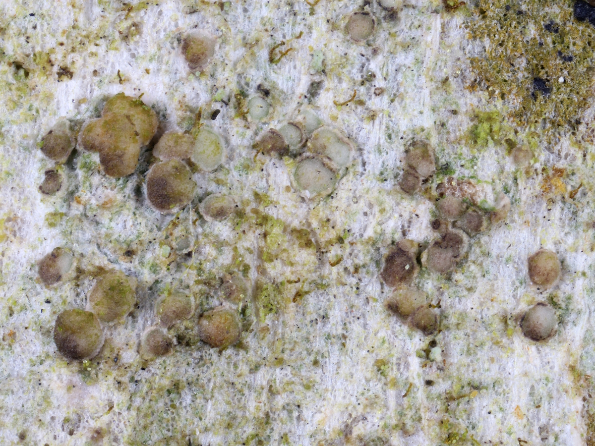 Lecania cyrtellina (door Henk-Jan van der Kolk)