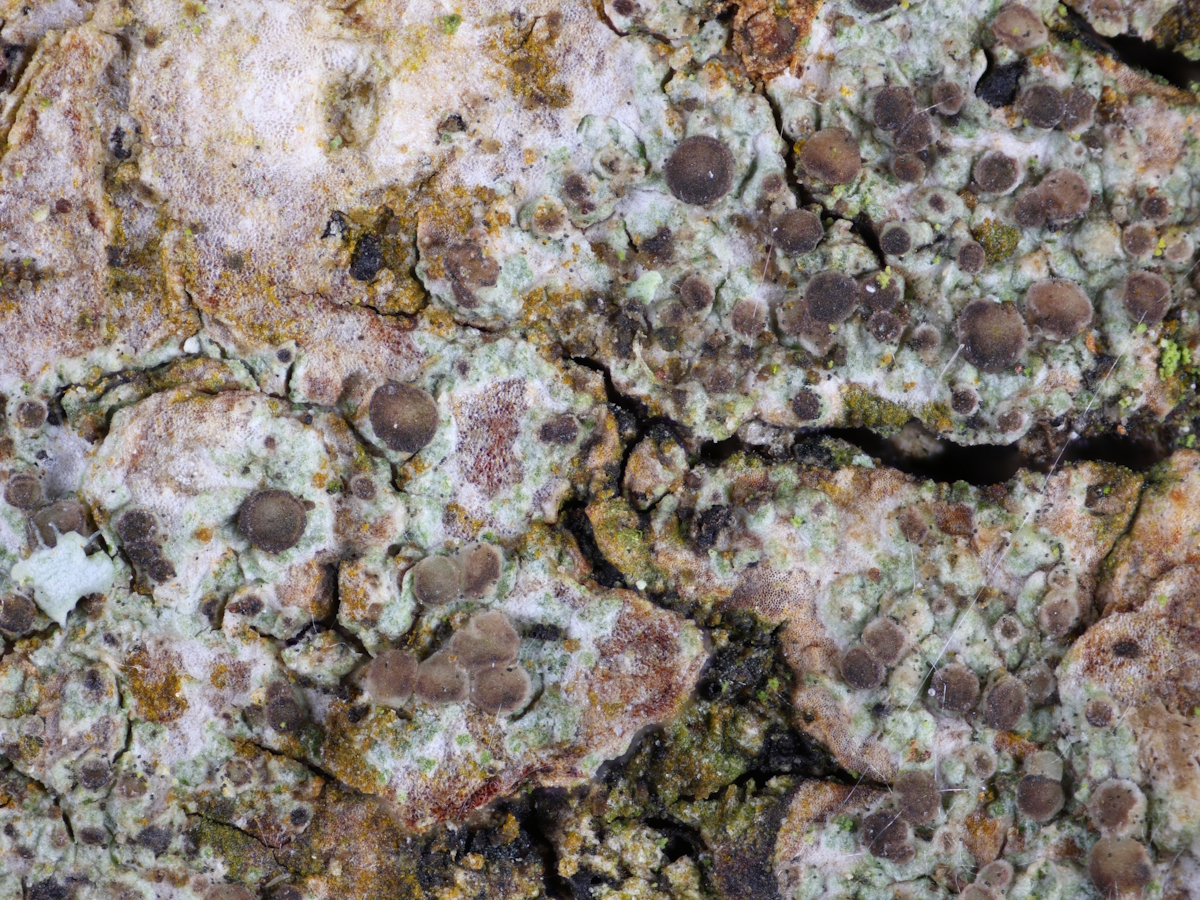 Lecania cyrtellina (door Henk-Jan van der Kolk)