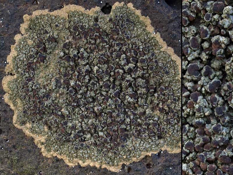 Lecanora campestris (door Bart Horvers)