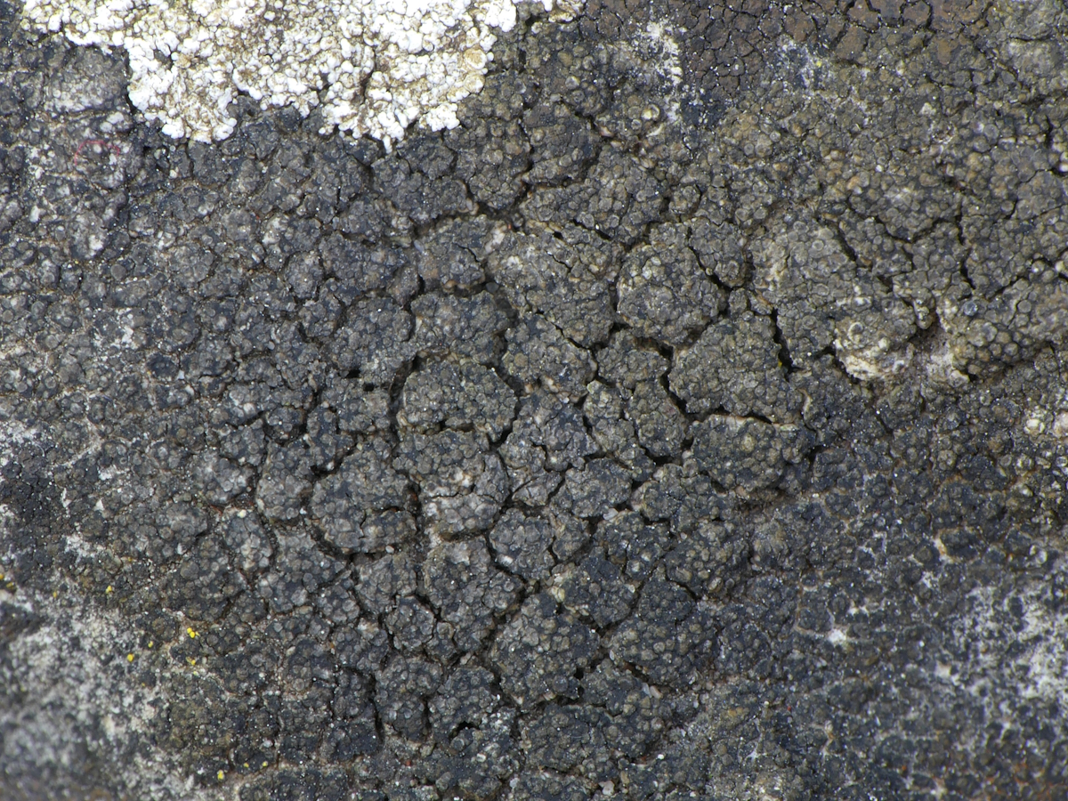 Lecania spadicea (door Henk-Jan van der Kolk)