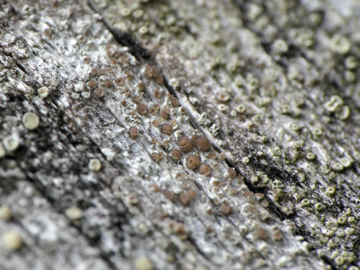 Lecanora aitema (door Henk-Jan van der Kolk)