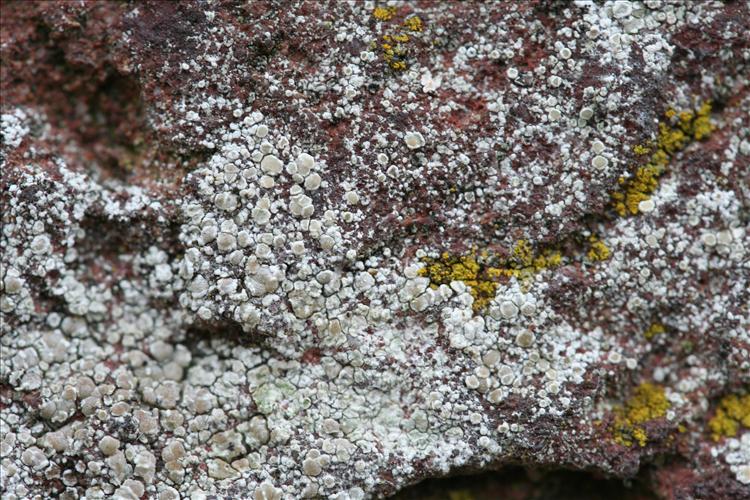 Lecanora albescens (door Laurens Sparrius)