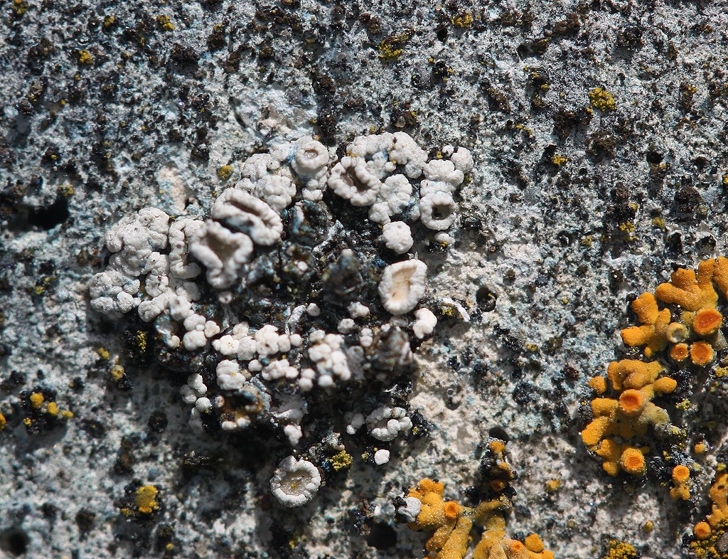 Lecanora albescens (door Laurens Sparrius)