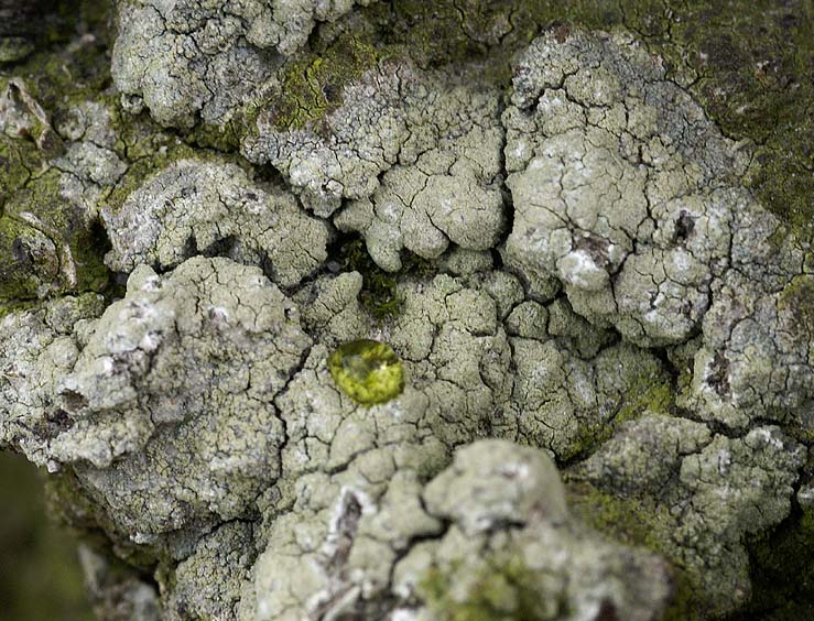 Lecanora barkmaniana (door Ron Poot)