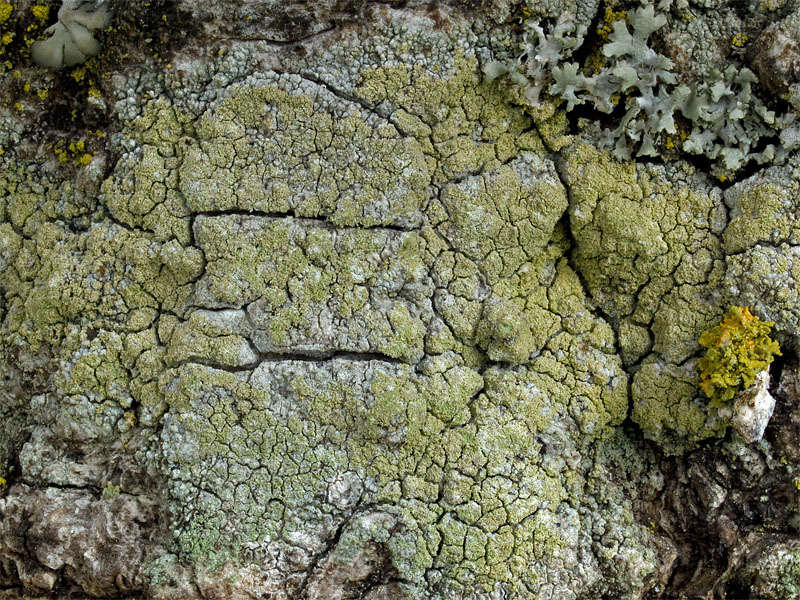 Lecanora barkmaniana (door Bart Horvers)