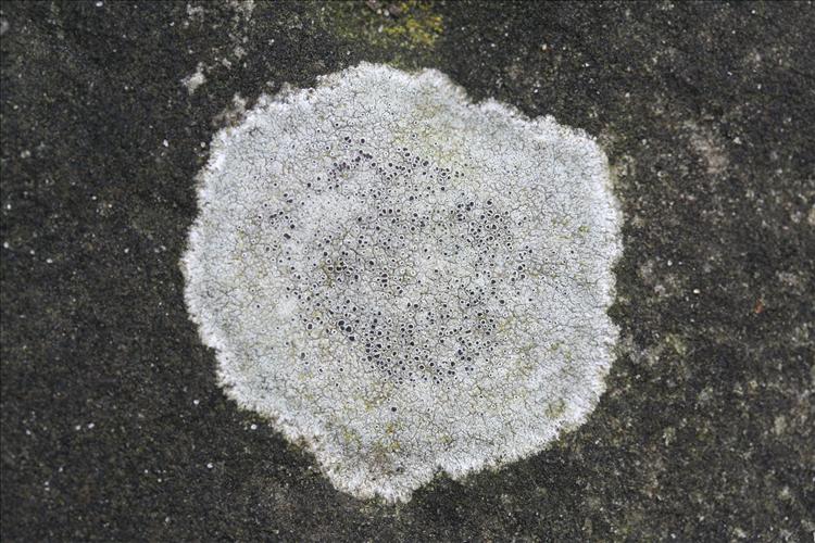 Lecanora campestris (door Laurens Sparrius)