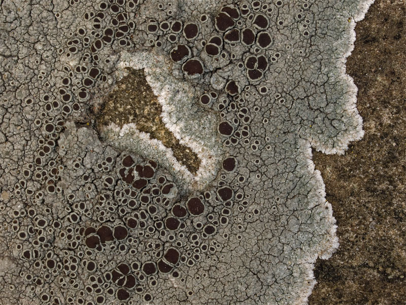 Lecanora campestris (door Bart Horvers)