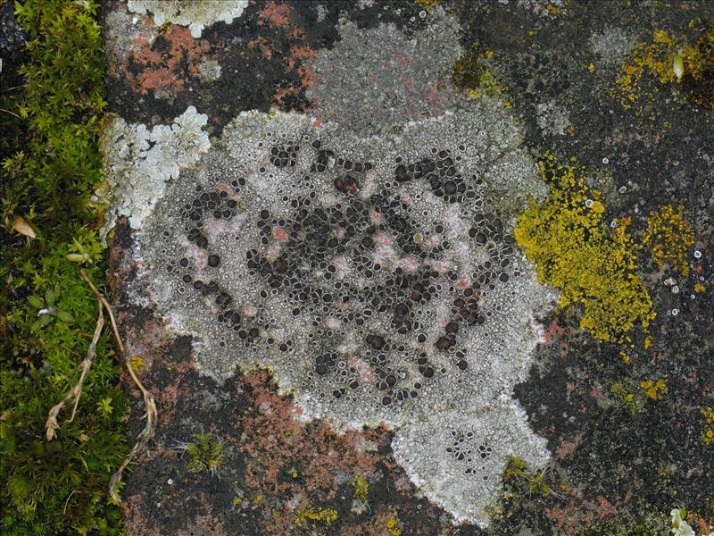 Lecanora campestris (door Ab H. Baas)