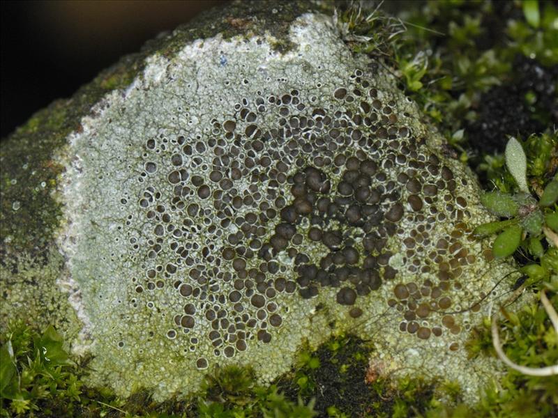 Lecanora campestris (door Ab H. Baas)