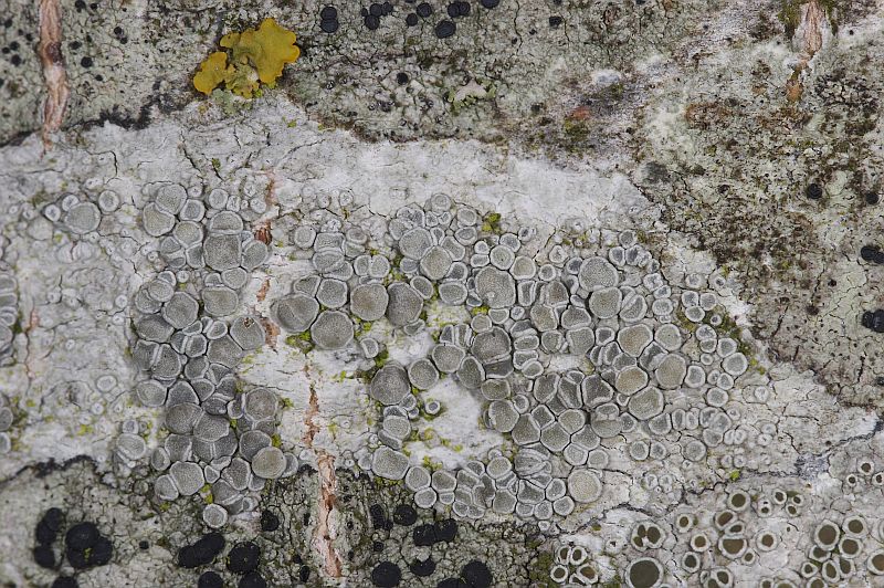 Lecanora carpinea (door Christophe Brochard / www.cbrochard.com)