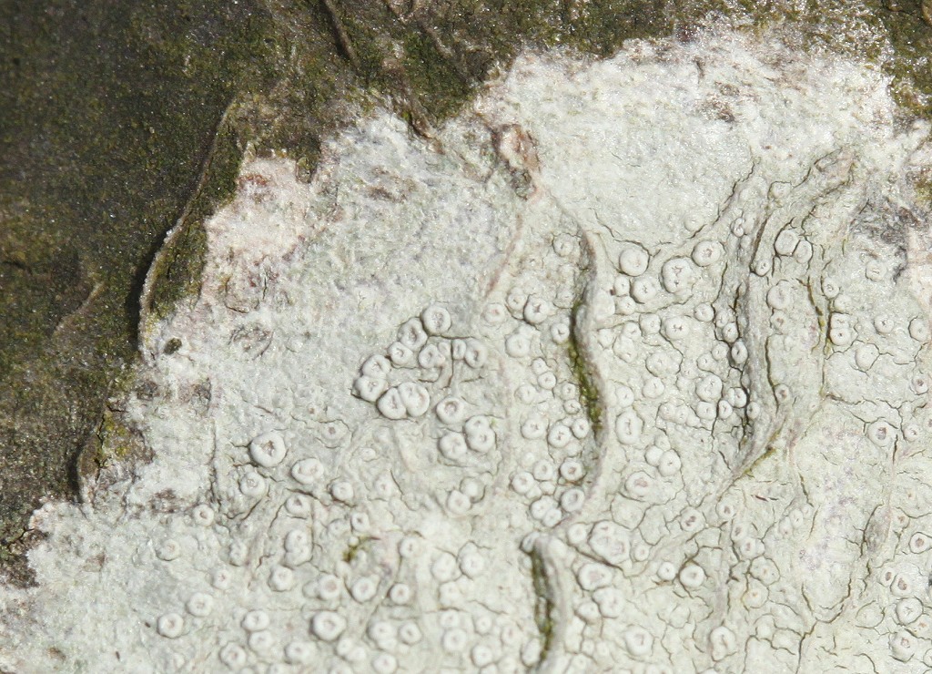 Lecanora carpinea (door Laurens Sparrius)