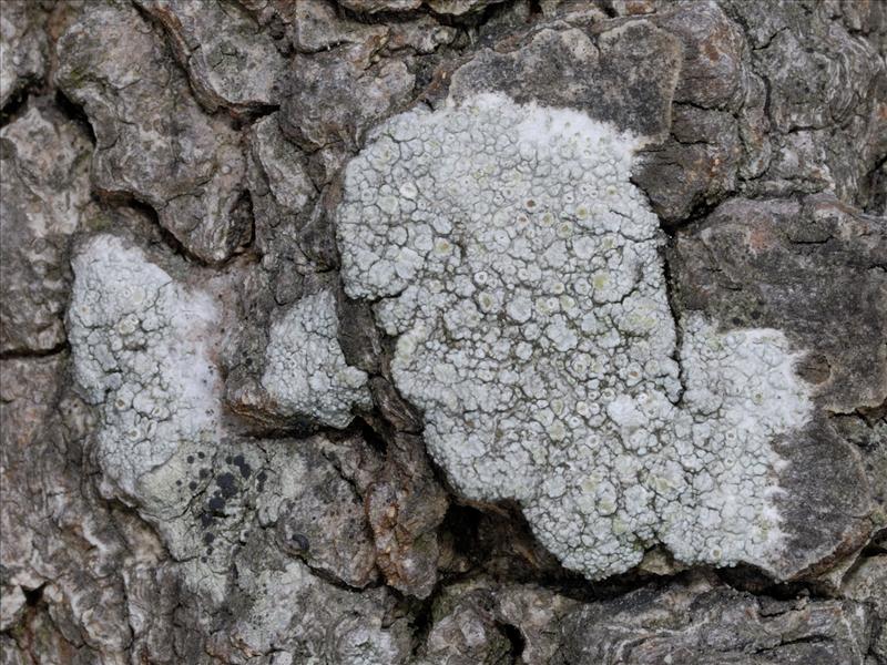 Lecanora chlarotera (door Ab H. Baas)