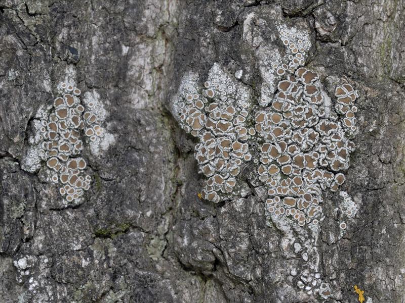 Lecanora chlarotera (door Ab H. Baas)