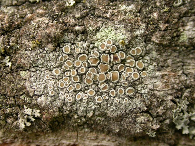 Lecanora chlarotera (door Laurens Sparrius)