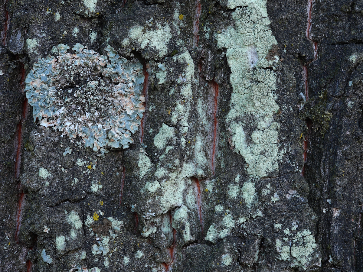 Lecanora compallens (door Henk-Jan van der Kolk)