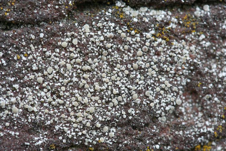 Lecanora antiqua (door Laurens Sparrius)