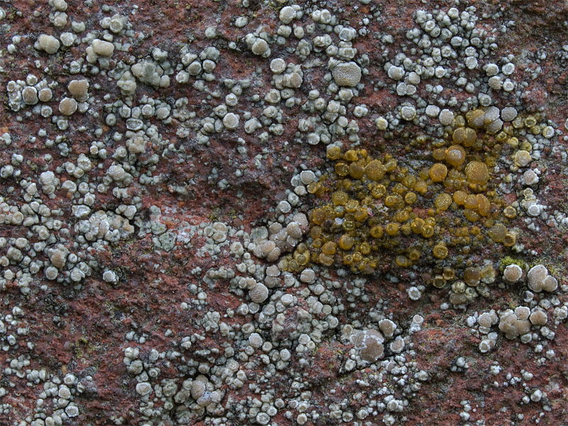 Lecanora antiqua (door Bart Horvers)