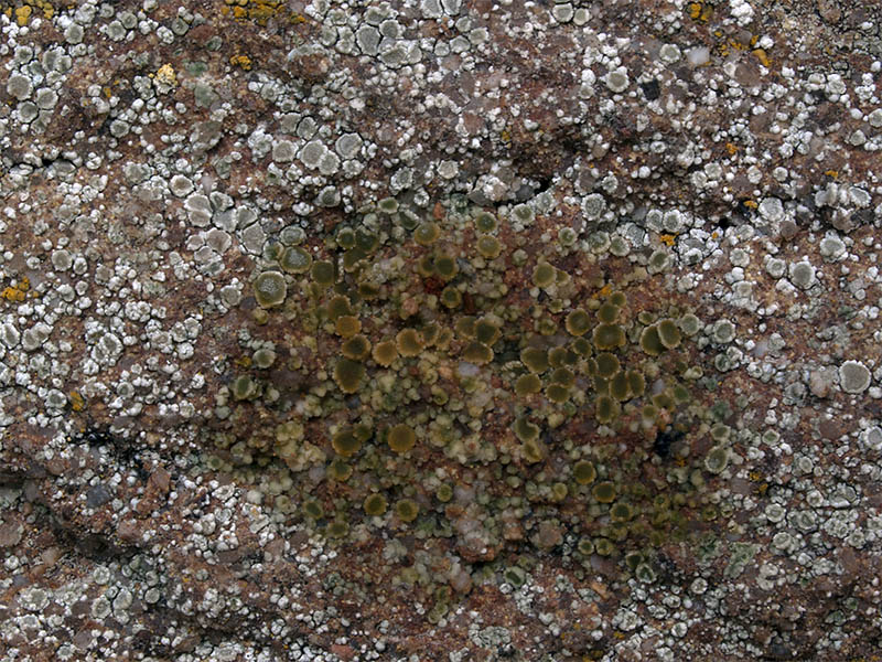 Lecanora antiqua (door Bart Horvers)