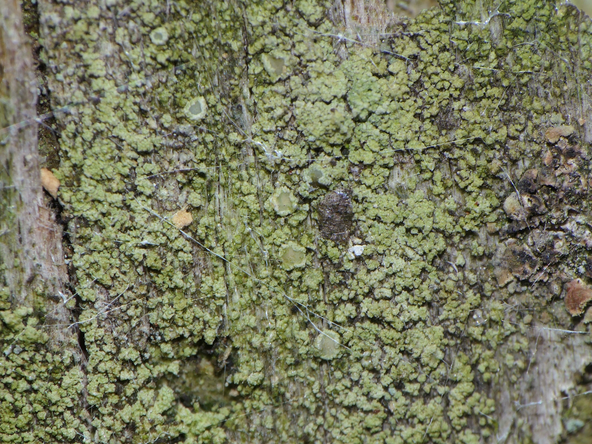 Lecanora conizaeoides (door Henk-Jan van der Kolk)