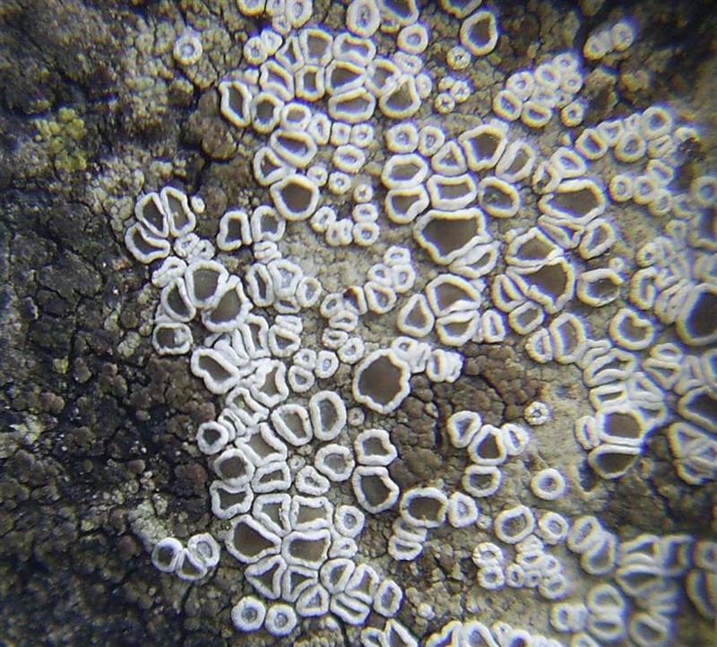 Lecanora semipallida (door Henk Timmerman)