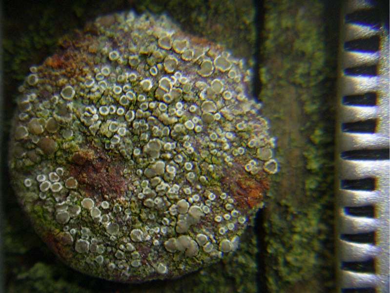 Lecanora dispersa (door Henk Timmerman)