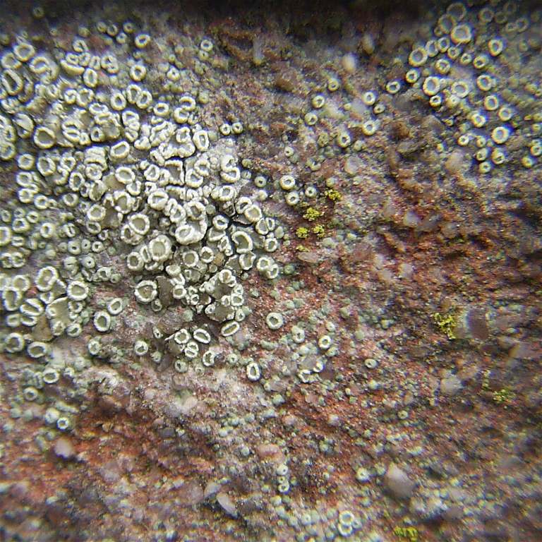 Lecanora dispersa (door Henk Timmerman)