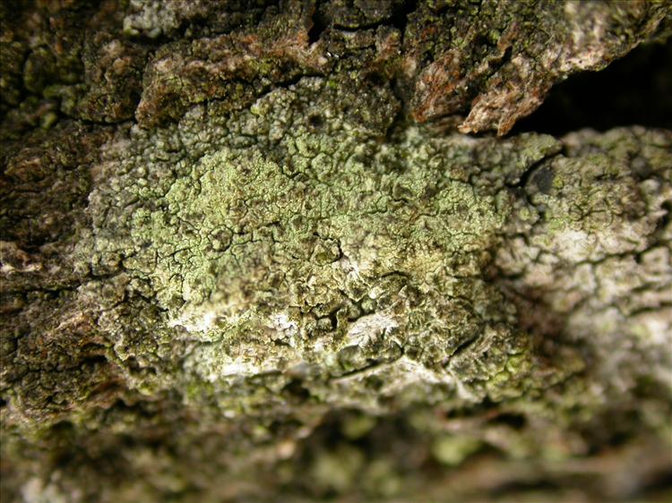 Lecanora compallens (door Laurens Sparrius)