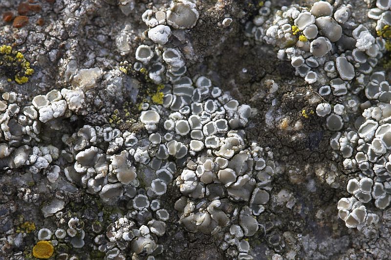 Lecanora fugiens (door Christophe Brochard / www.cbrochard.com)