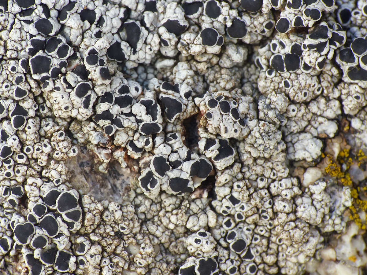 Lecanora gangaleoides (door Henk-Jan van der Kolk)
