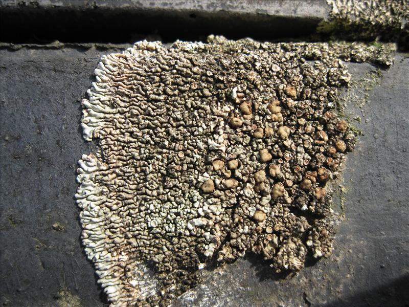 Lecanora garovaglioi (door Karel Brussee)