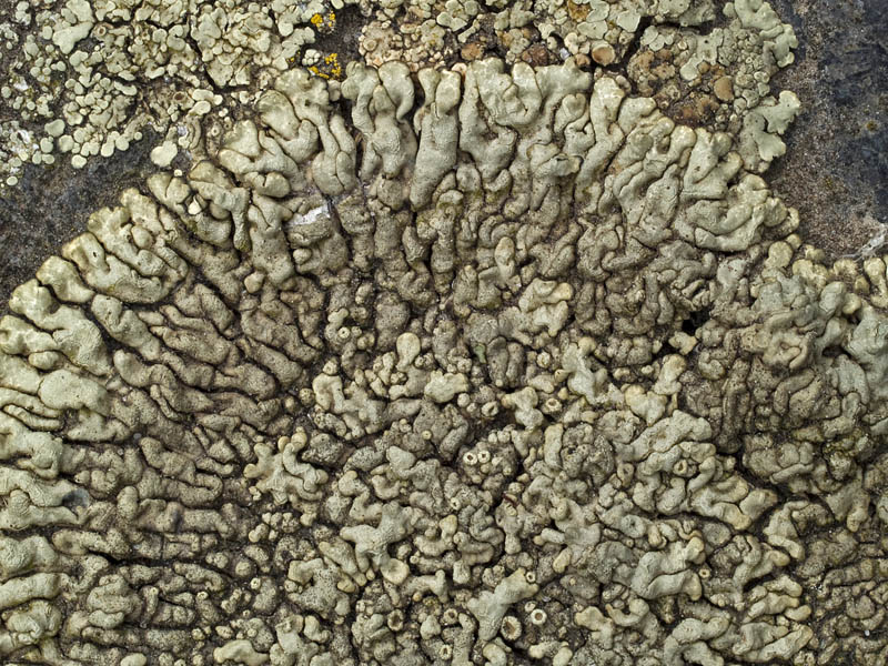 Lecanora garovaglioi (door Bart Horvers)