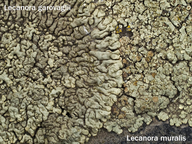 Lecanora garovaglioi (door Bart Horvers)