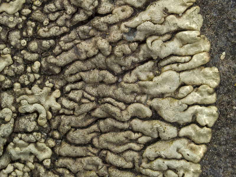 Lecanora garovaglioi (door Bart Horvers)