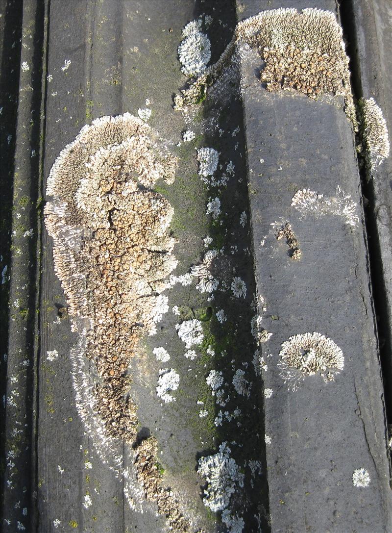 Protoparmeliopsis garovaglii (door Karel Brussee)