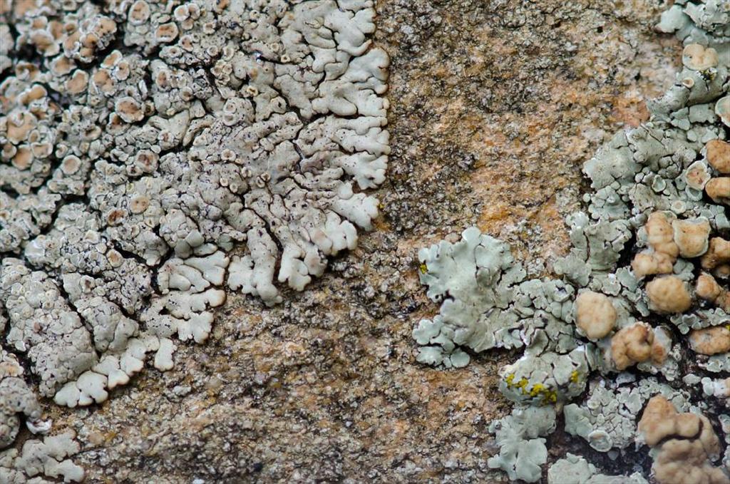 Lecanora garovaglioi (door Bas van Gennip)