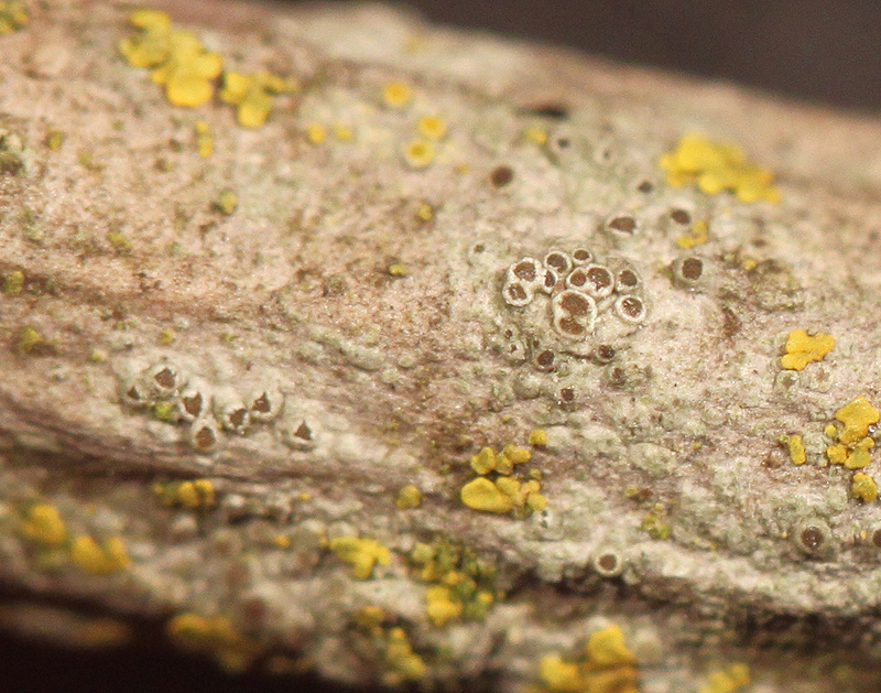 Lecanora hagenii (door Laurens Sparrius)