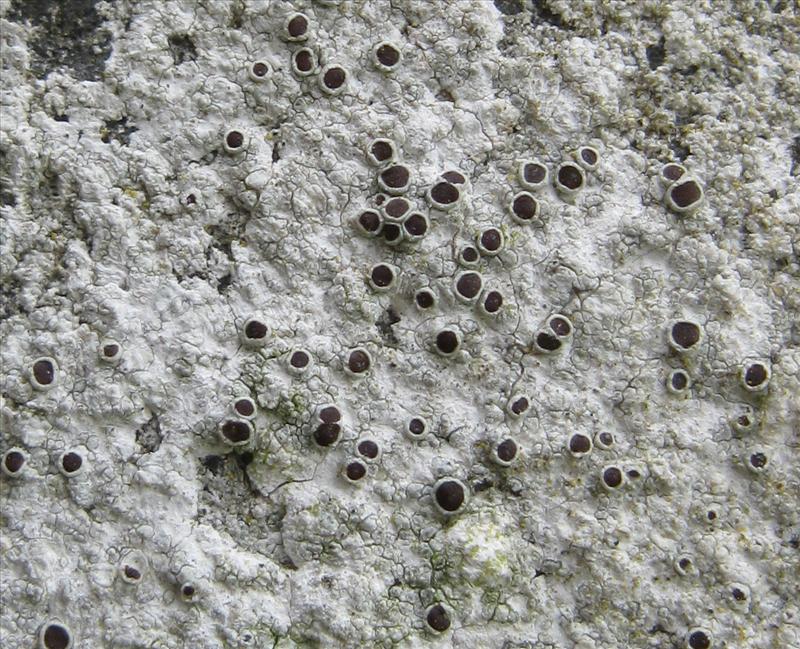 Lecanora horiza (door Karel Brussee)